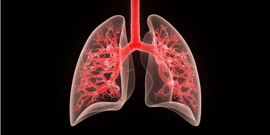 los órganos del sistema respiratorio