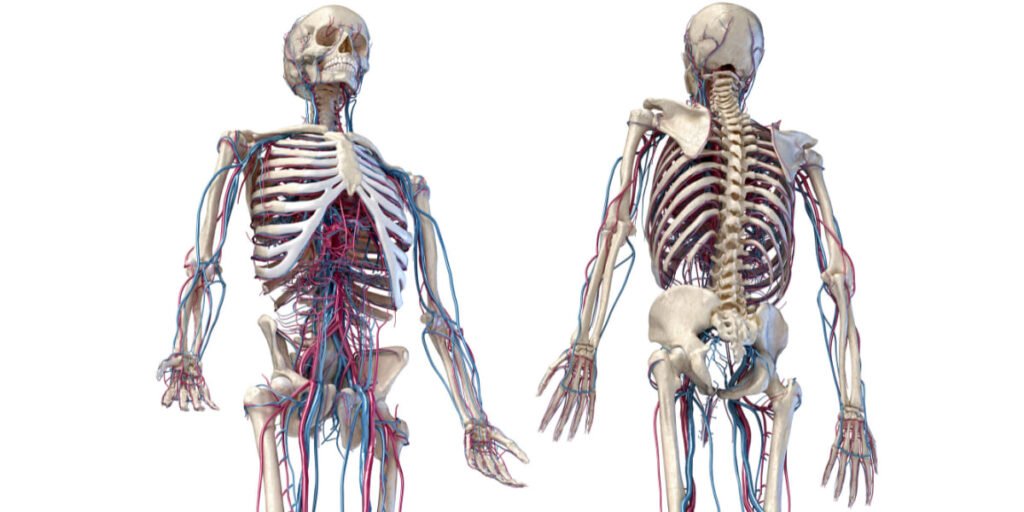 el armazón del cuerpo y el esqueleto