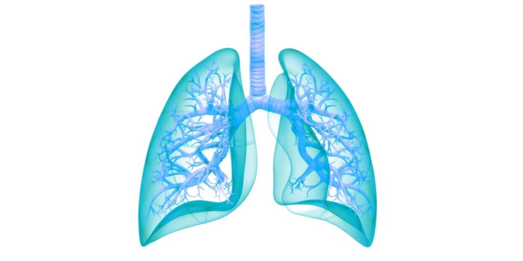 centro respiratorio del cuerpo humano