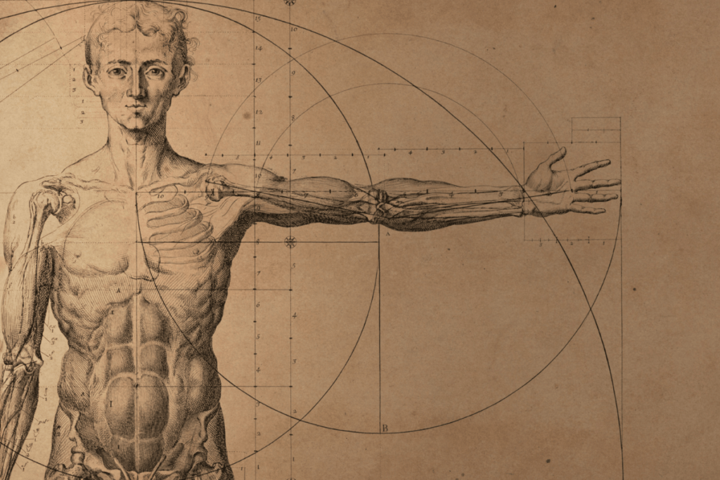 anatomía del cuerpo humano