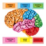 el cerebelo y sus funciones
