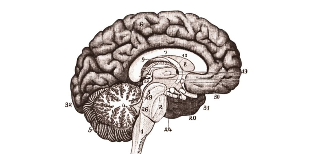 El cerebro y el desarrollo de sus funciones