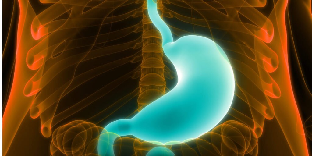 el estómago y el sistema digestivo