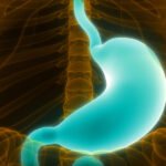 el estómago y el sistema digestivo