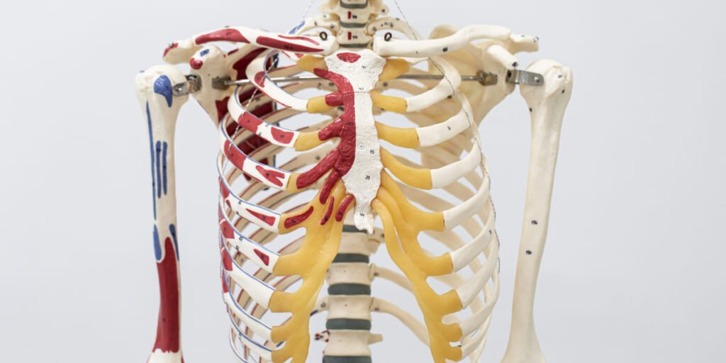fisiología de los huesos del cuerpo humano