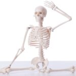 clasificación de los huesos del esqueleto