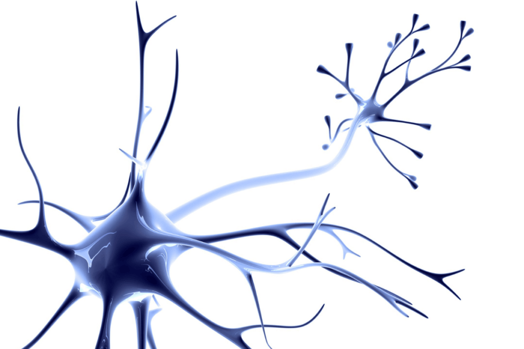 neurología y el cerebro