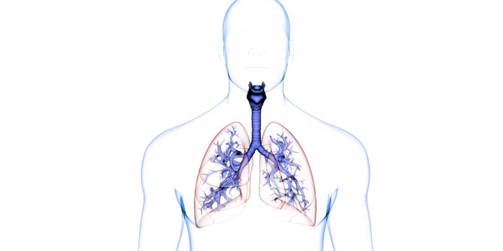 respiración pulmonar y el oxígeno