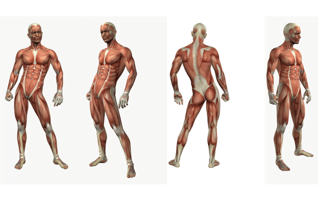sistema muscular del cuerpo humano