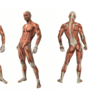 sistema muscular del cuerpo humano