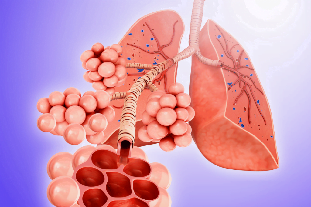 sistema respiratorio del cuerpo humano